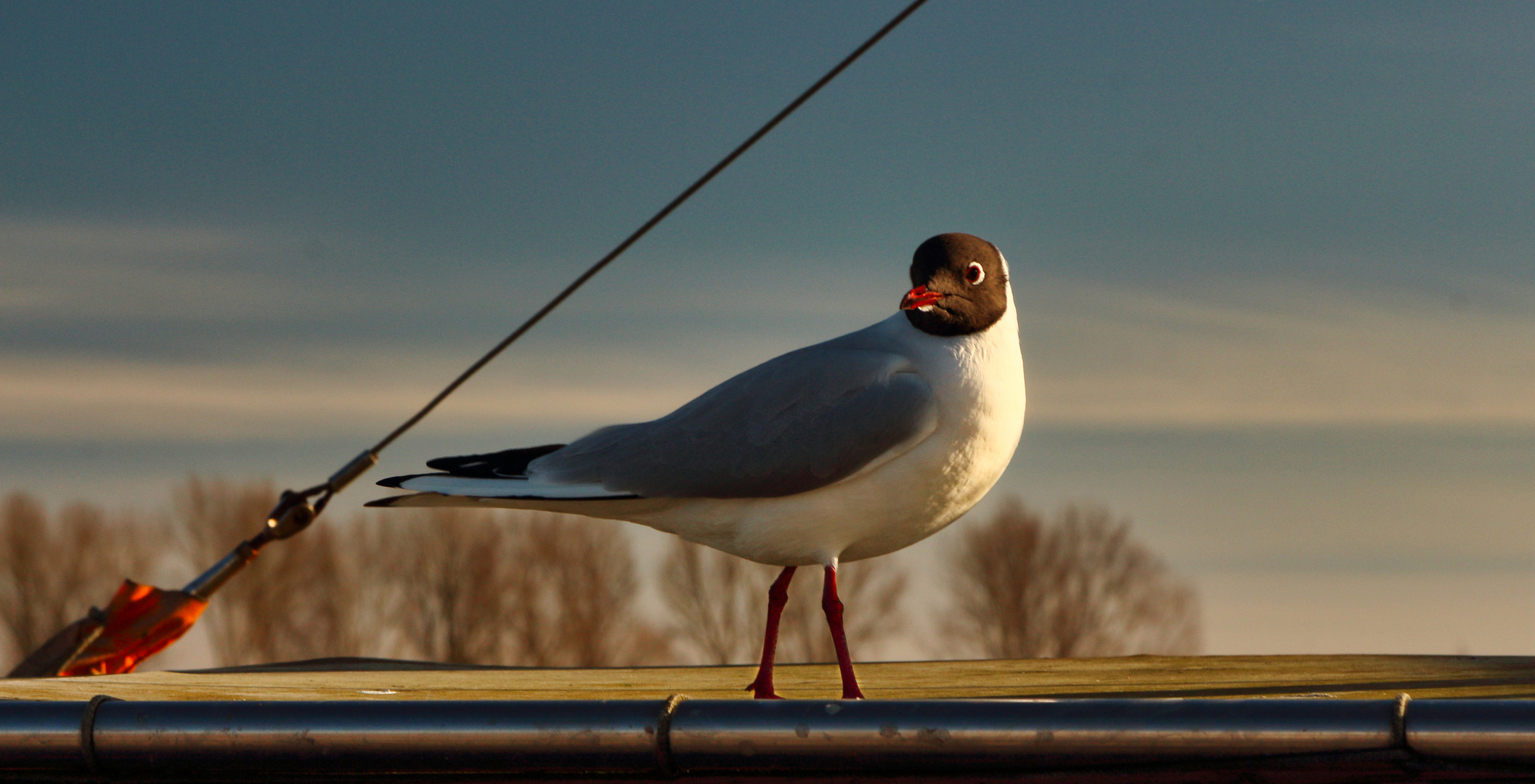 Küstenvogel