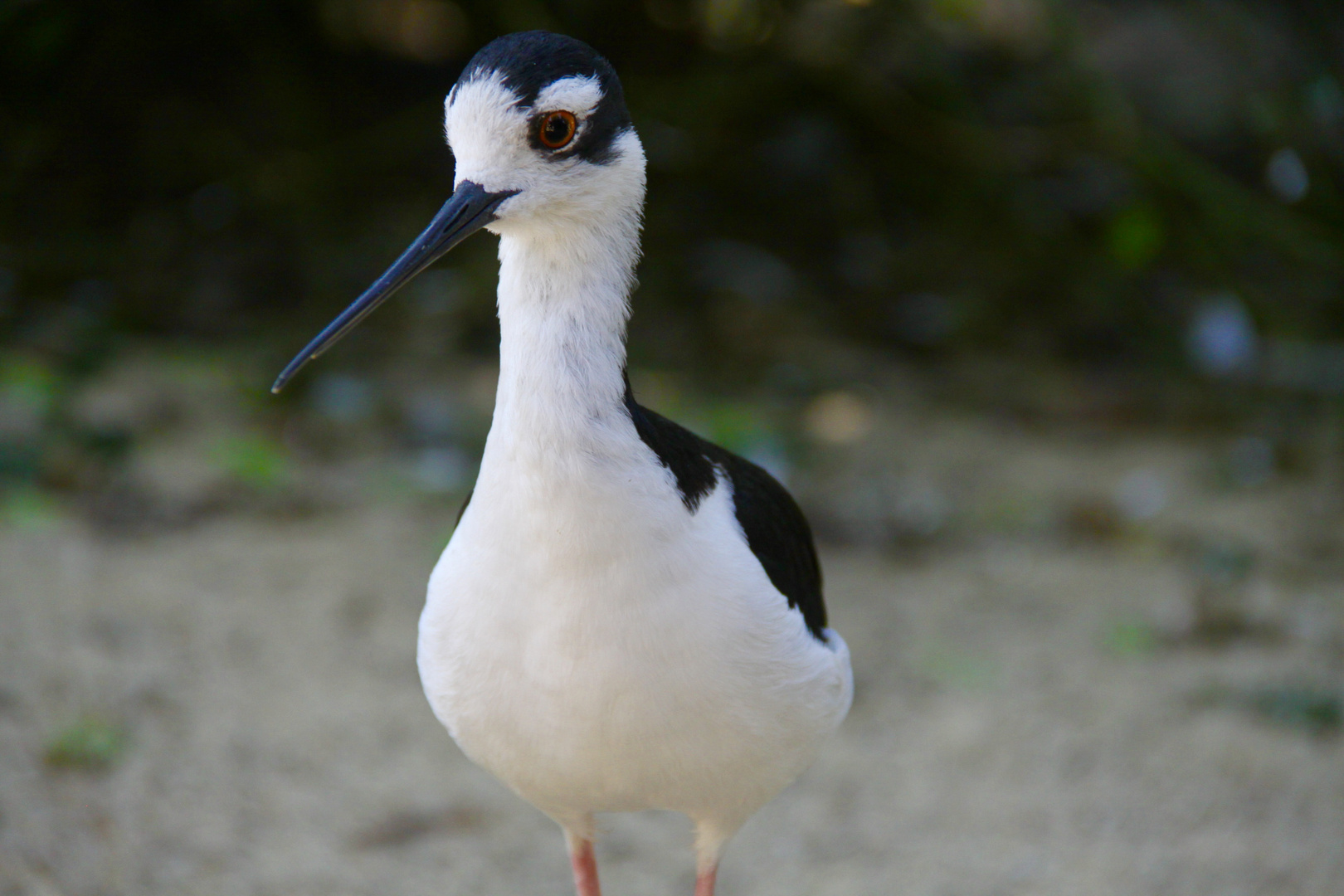 Küstenvogel