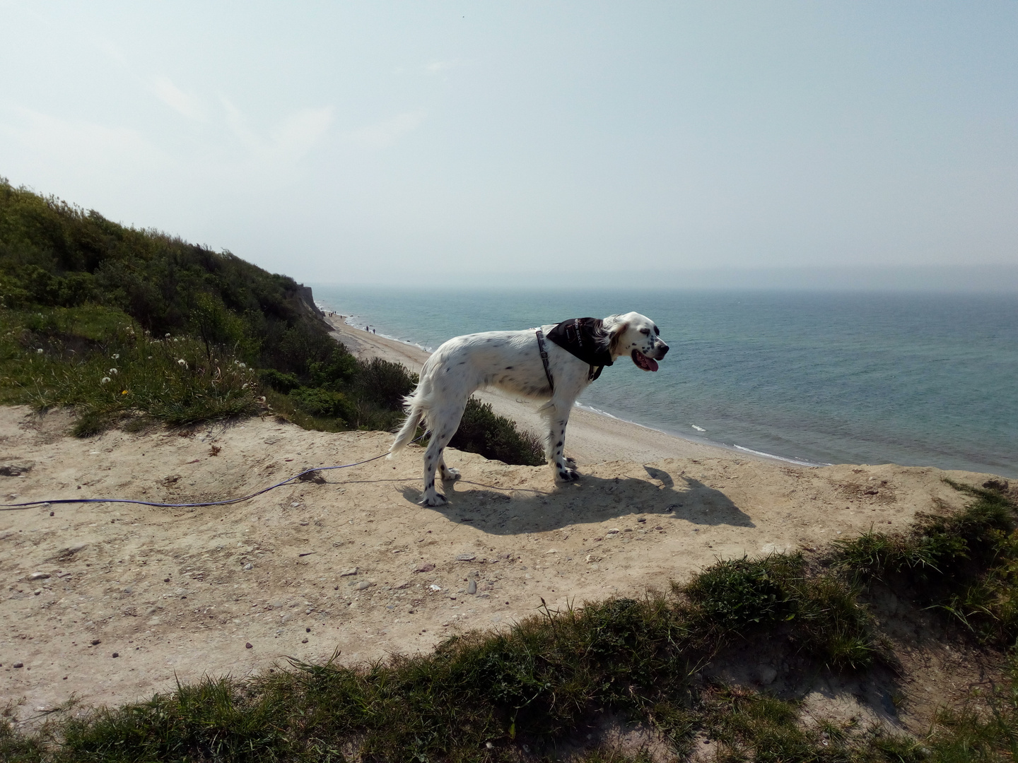 Küstenwachhund an der Steilküste - Ahrenshoop