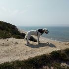 Küstenwachhund an der Steilküste - Ahrenshoop