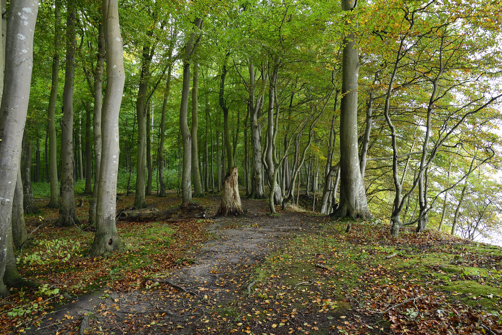 Küstenwald...