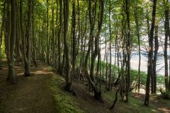 Küstenwald ...