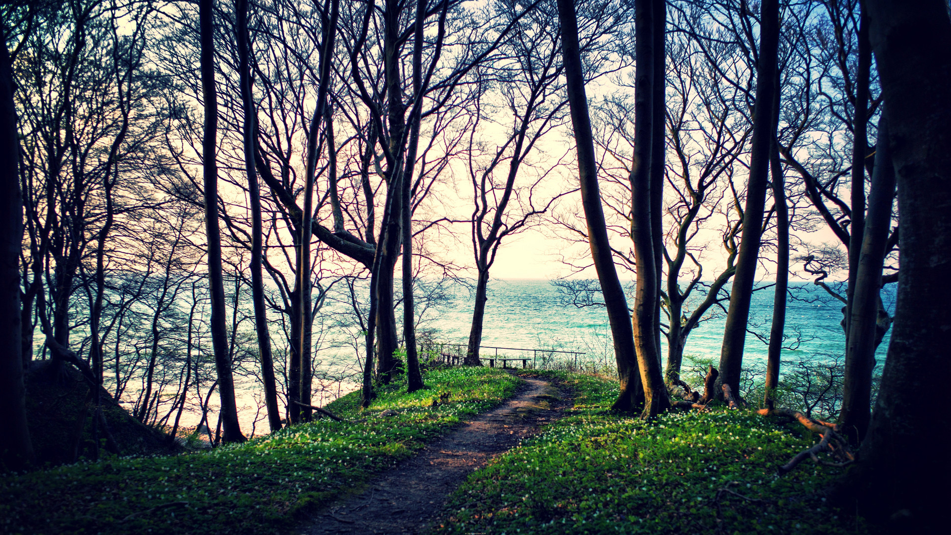 Küstenwald auf Rügen