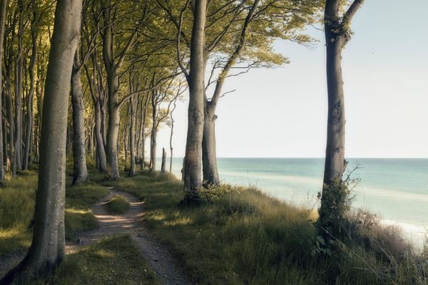 Küstenwald auf Rügen ...