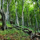 küstenwald auf rügen