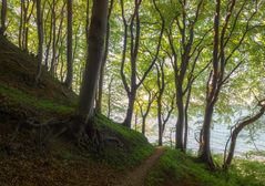 Küstenwald