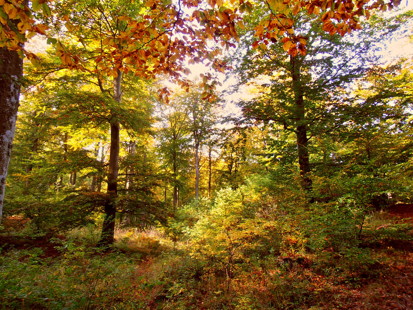 Küstenwald bei Bansin im Herbst