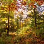 Küstenwald bei Bansin im Herbst