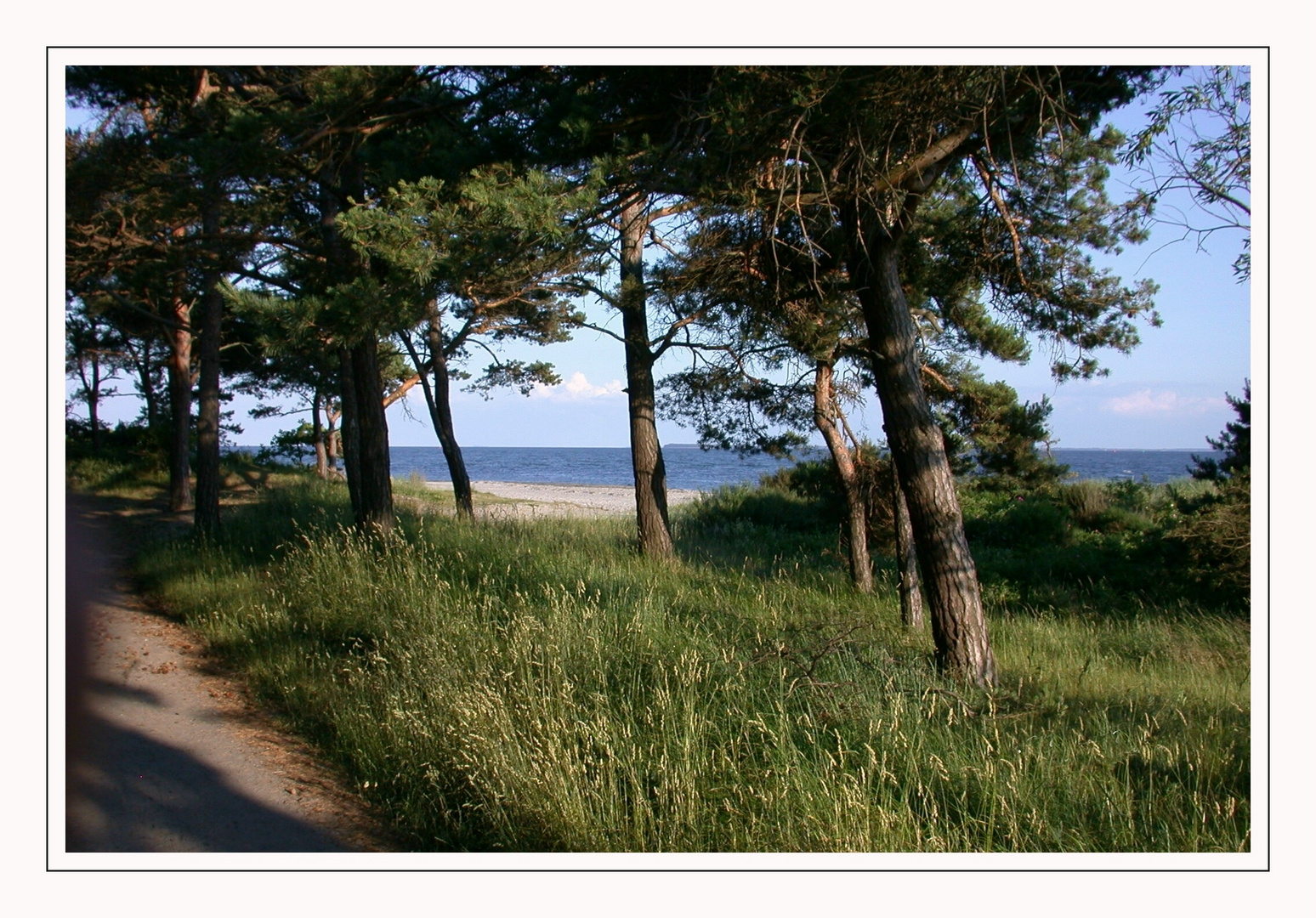 Küstenwald bei Thiessow / Rügen ( Mönchgut )