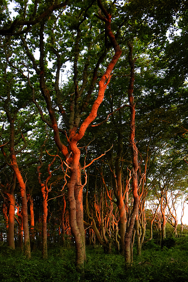 Küstenwald im Sonnenaufgang