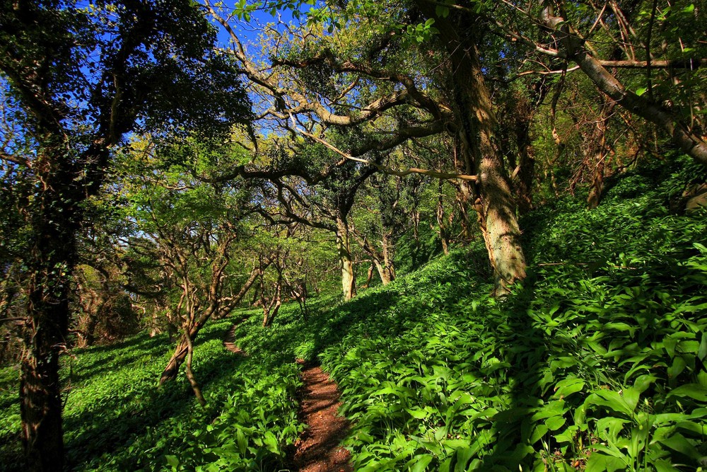 küstenwanderweg in der nähe von hammershus