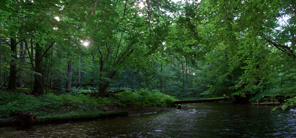 Küstrinchener Bach bei Lychen