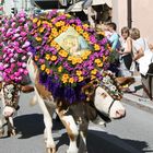 Kufstein, Almabtrieb