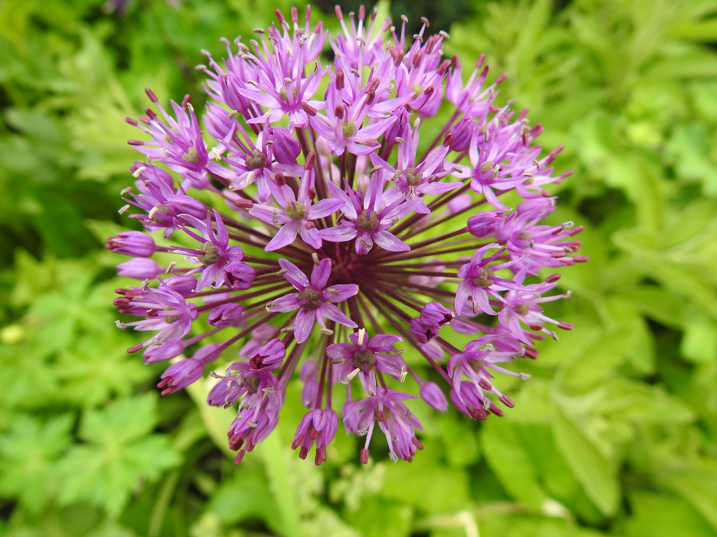 Kugel Foto & Bild natur, pflanzen, blüten Bilder auf