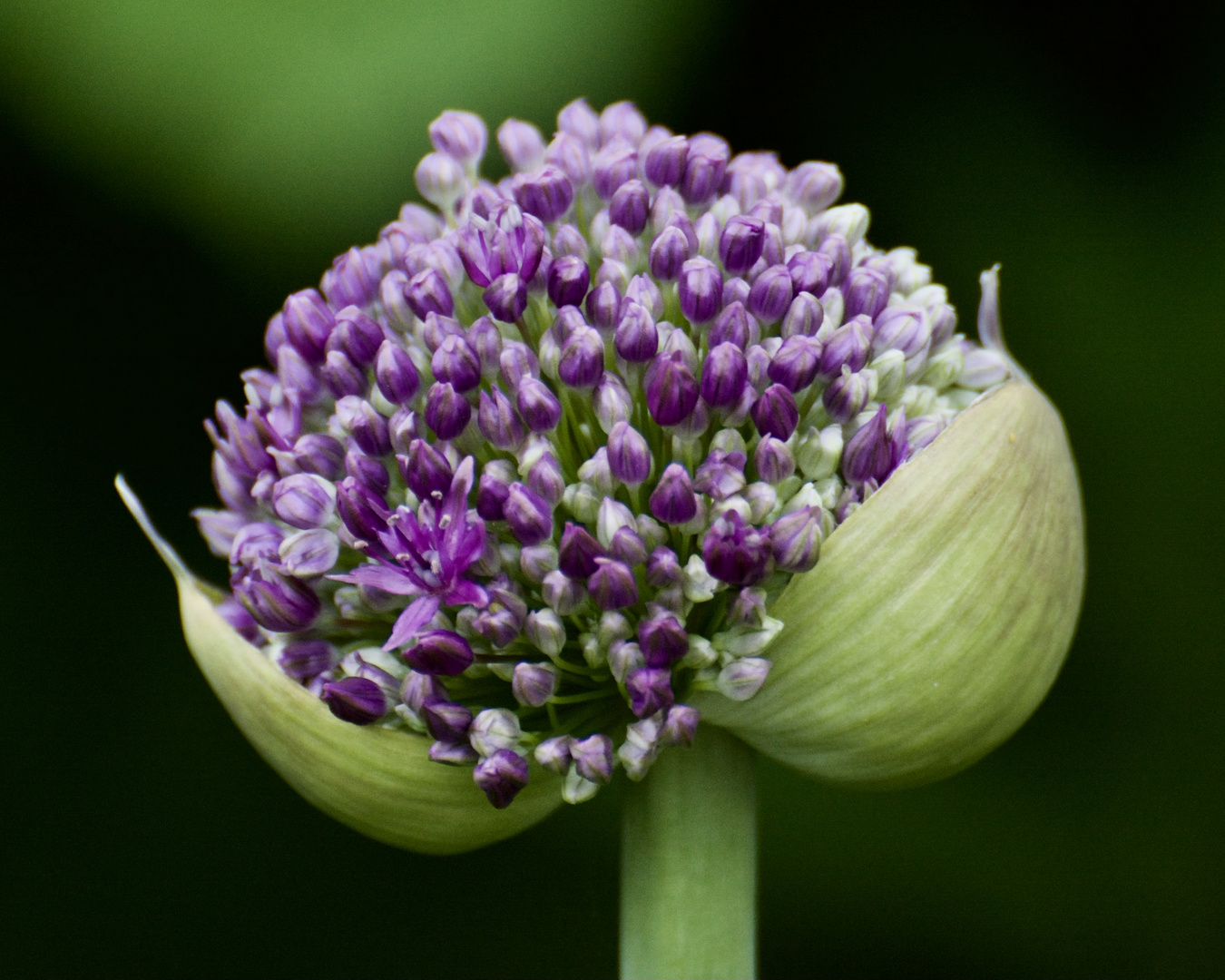 Kugel - Distel