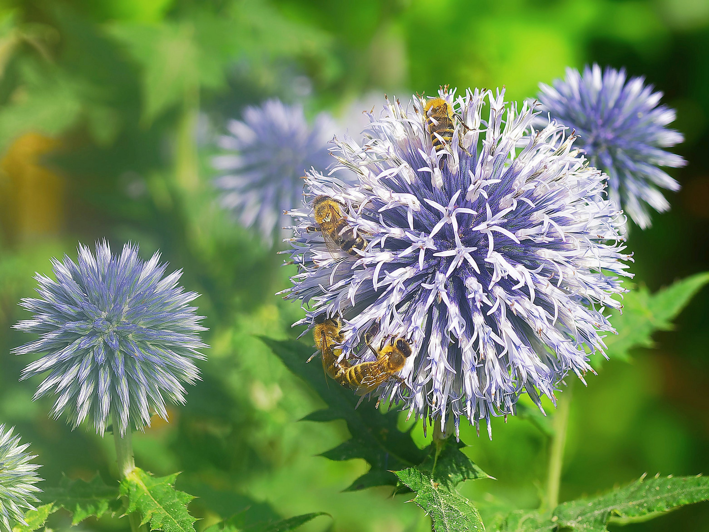 Kugel Distel mit Bienen 