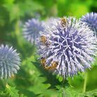 Kugel Distel mit Bienen 