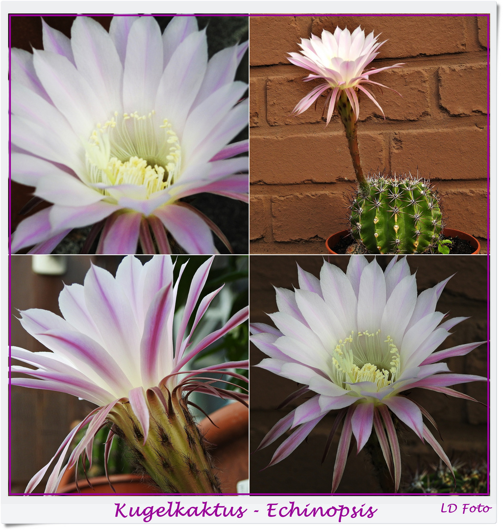 Kugel Echinopsis