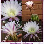 Kugel Echinopsis