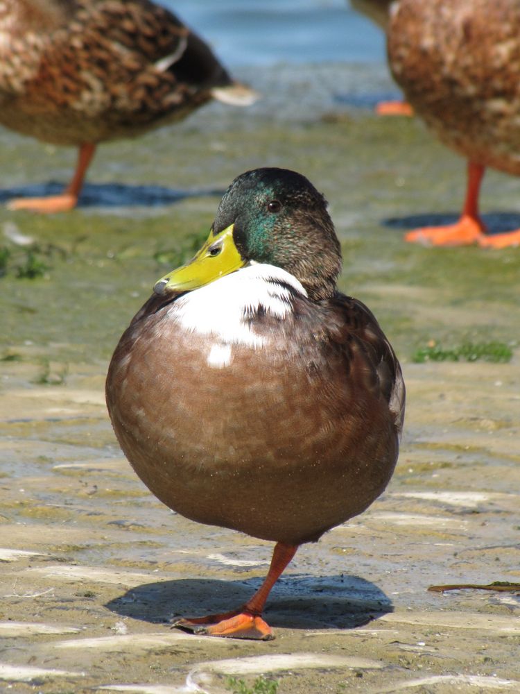 Kugel-Ente