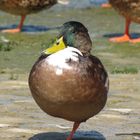 Kugel-Ente