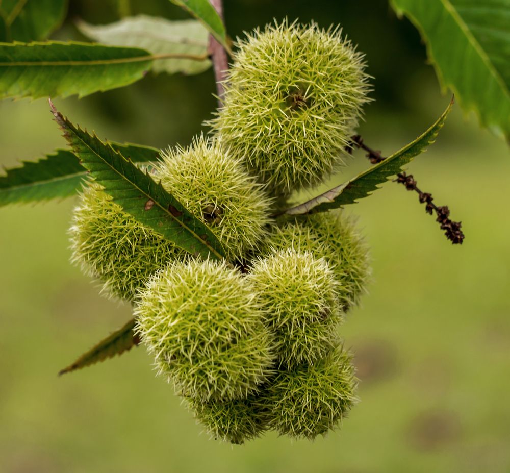 KugelEsskastanie Foto & Bild pflanzen, pilze & flechten, natur