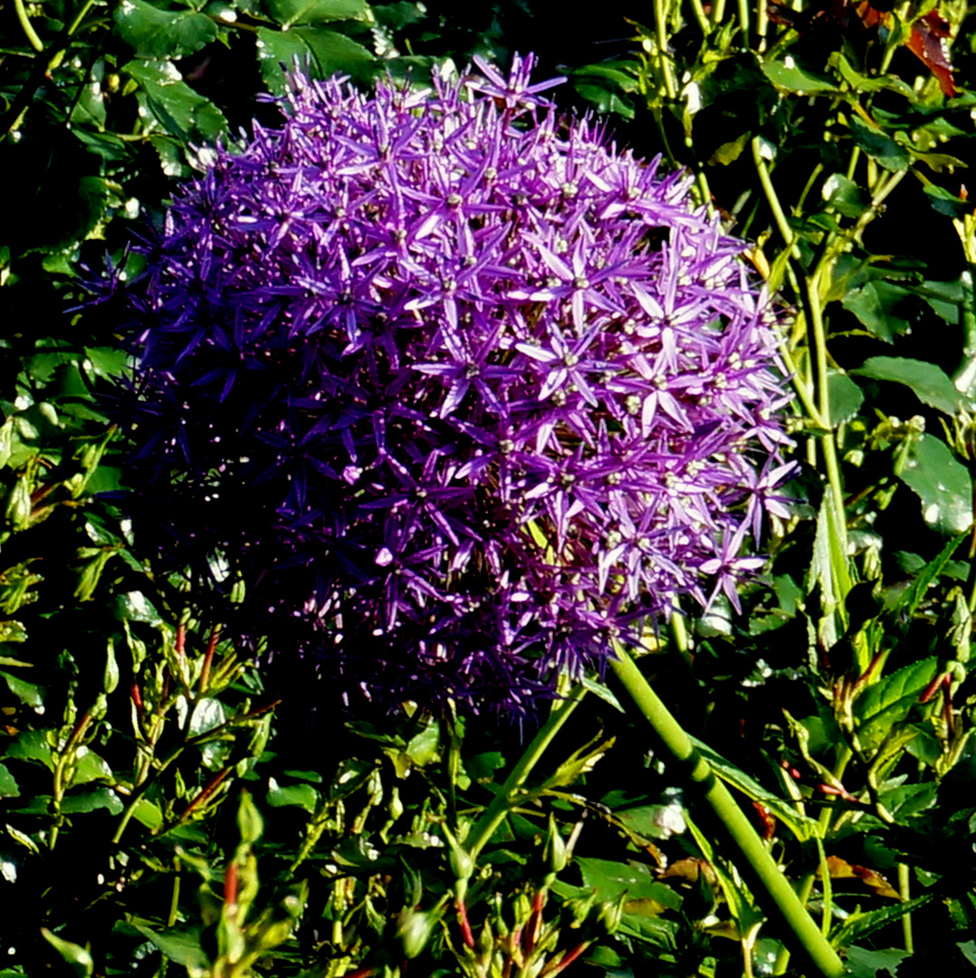 Kugel Lauch Blüte Allium sphaerocephalum Foto & Bild pflanzen, pilze