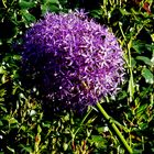 Kugel Lauch Blüte Allium sphaerocephalum