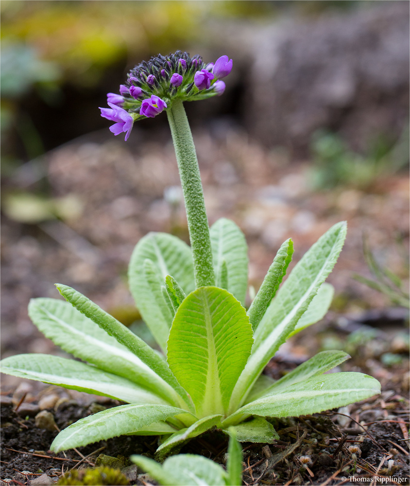 Kugel Primel (Primula denticulata)