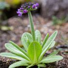 Kugel Primel (Primula denticulata)