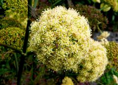 Kugelartiger Blumenstand - was ist das für eine Pflanze?