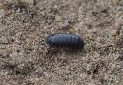 Kugelassel Armadillium vulgare