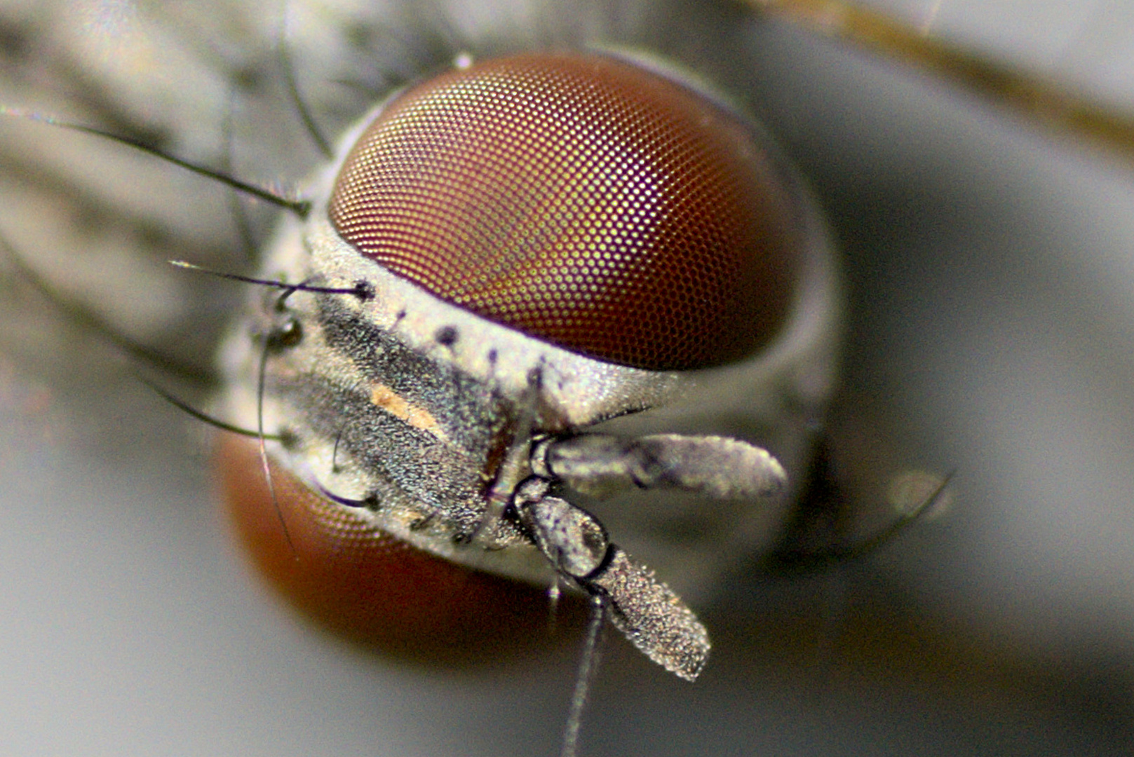 Kugelaugen der Kleine Stubenfliege [Fannia canicularis] Foto & Bild ...