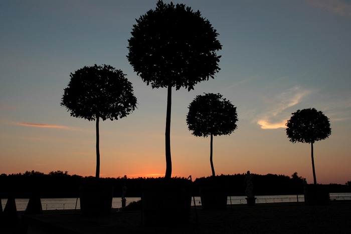 Kugelbäume im Abendrot