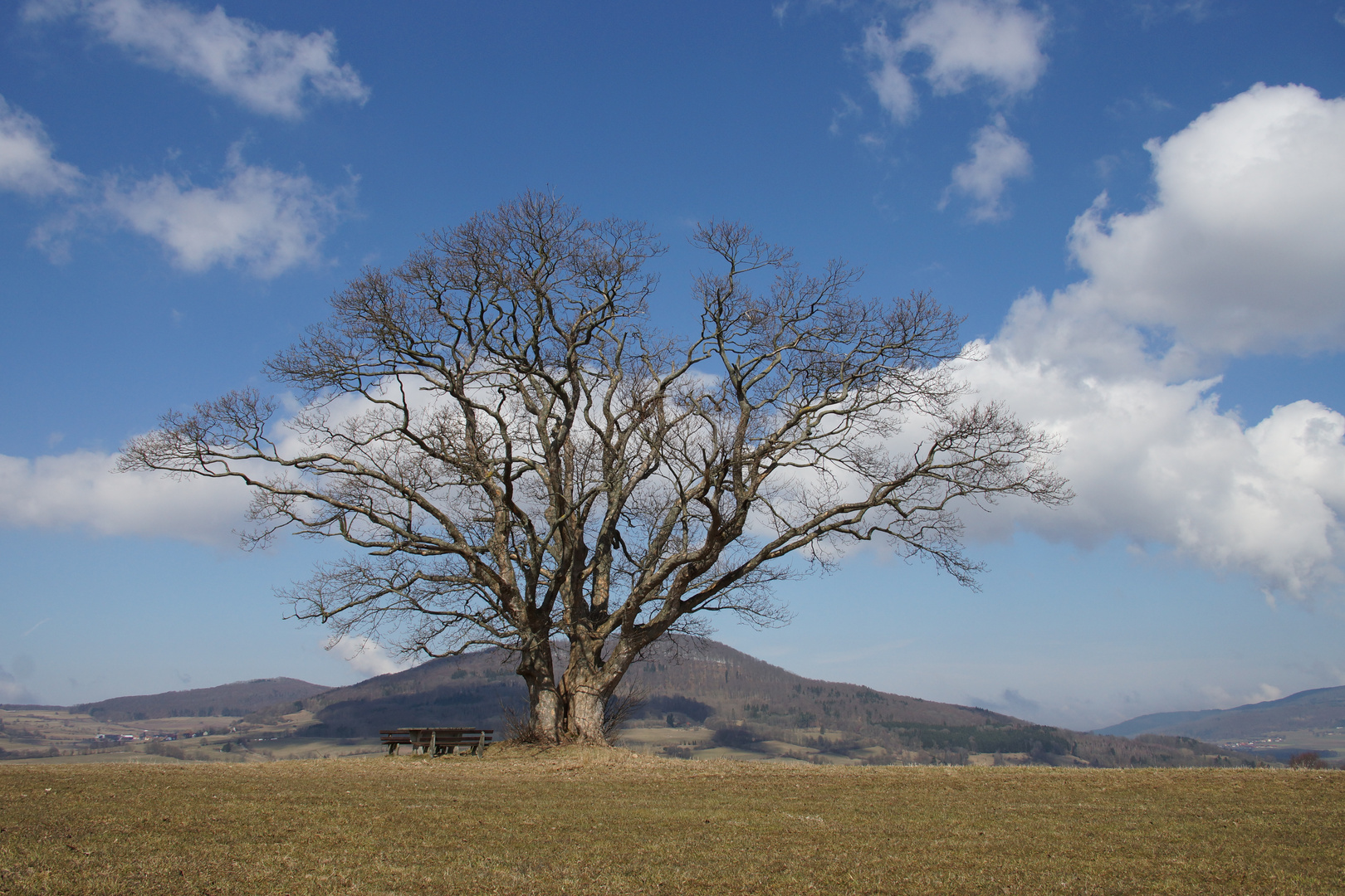 Kugelbaum in der Rhön