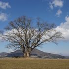 Kugelbaum in der Rhön