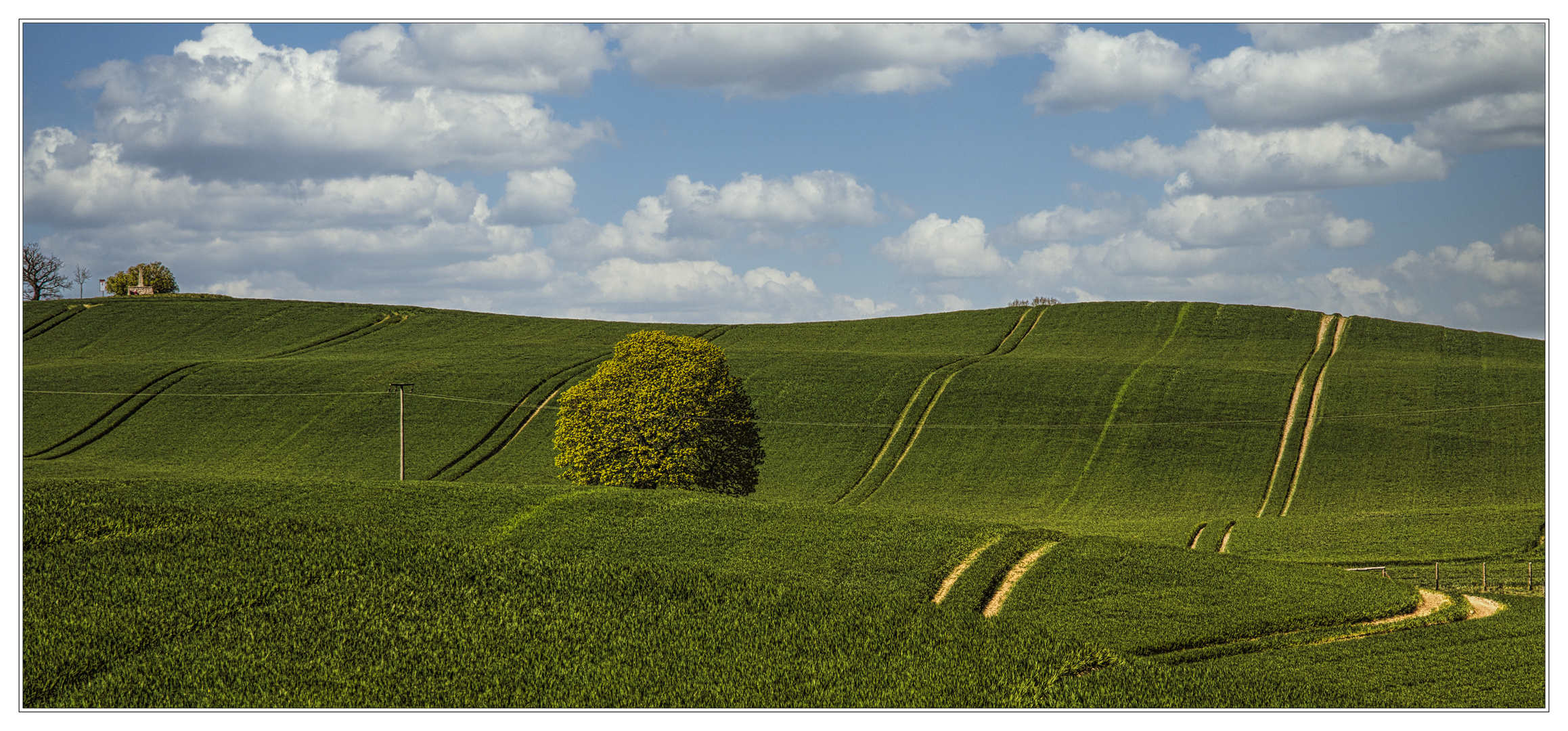 Kugelbaum von Neuhof