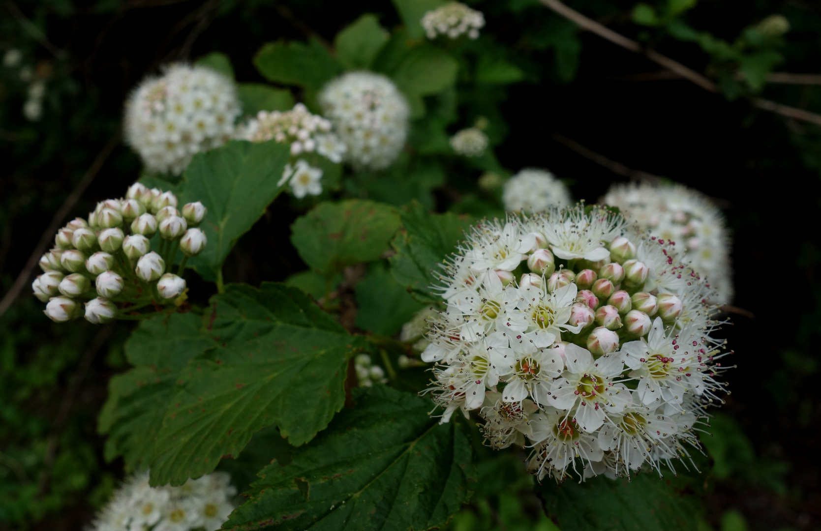 Kugelblümchen