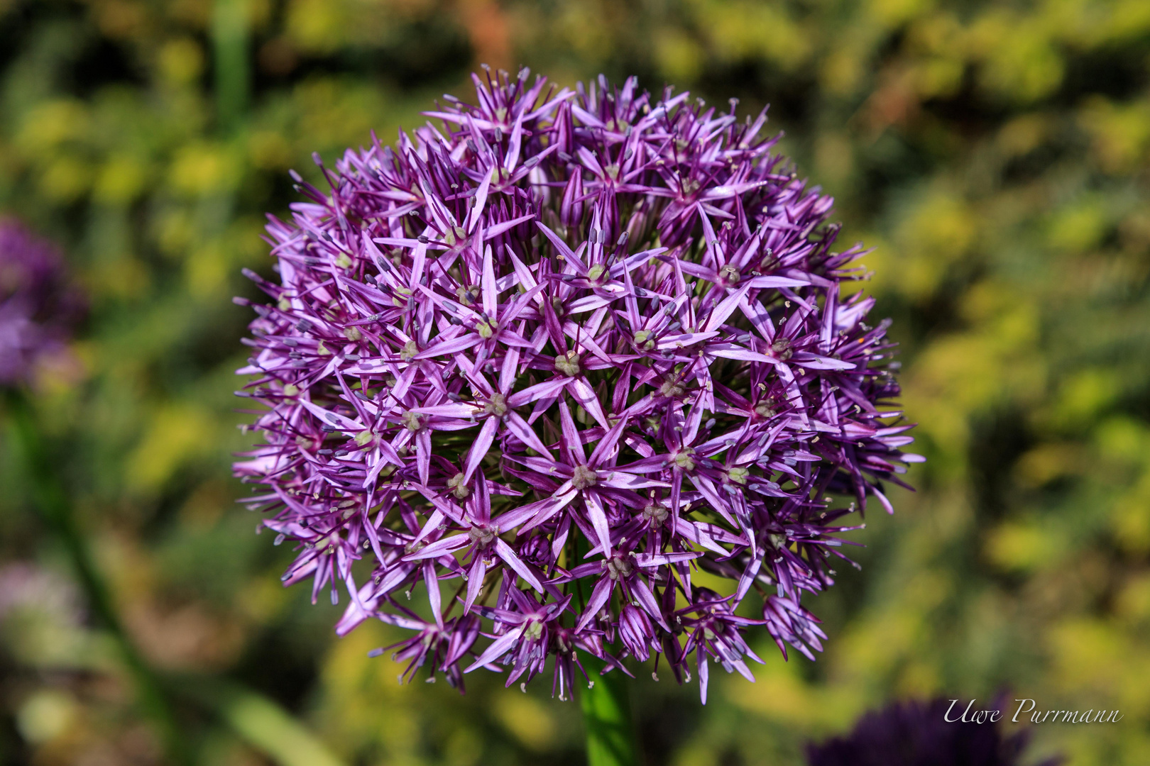Kugelblüte Foto & Bild natur, landschaft, motive Bilder auf