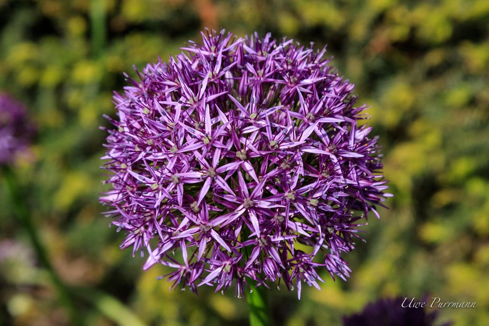 Kugelblüte Foto & Bild natur, landschaft, motive Bilder auf