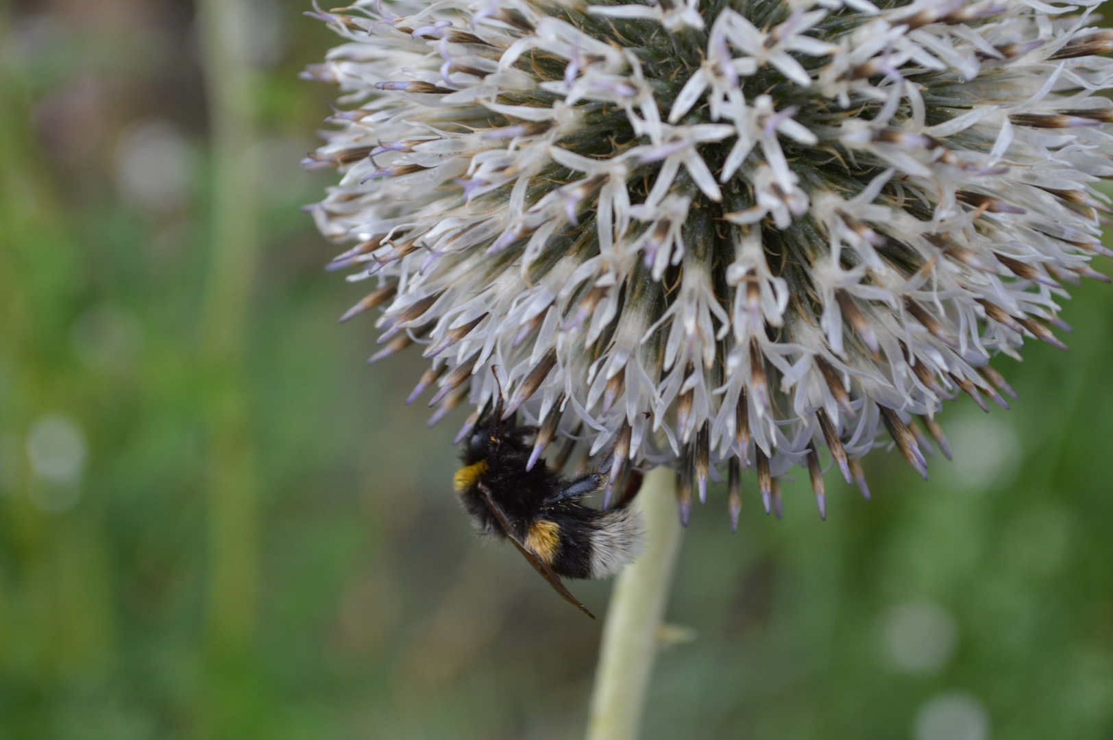 Kugelblüte mit Hummel