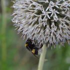 Kugelblüte mit Hummel