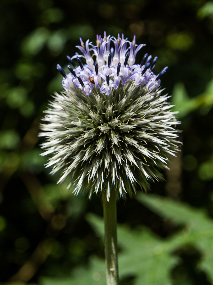 Kugelblüte mit Krone