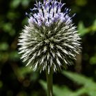 Kugelblüte mit Krone