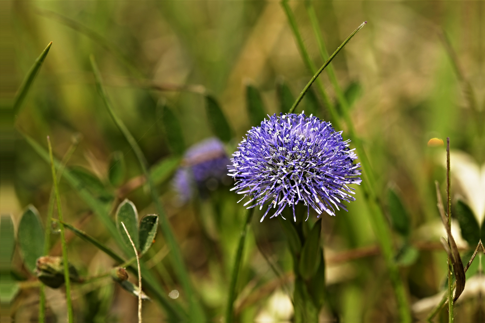 Kugelblume