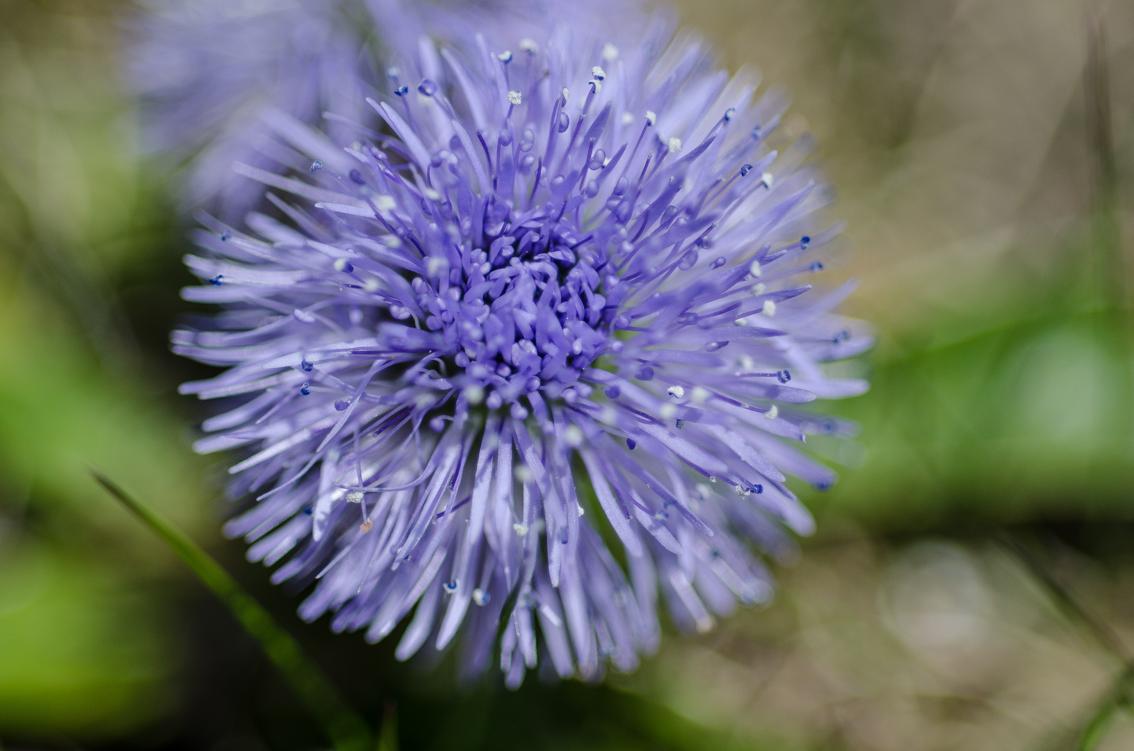 kugelblume Foto & Bild makro, natur, frühblüher Bilder auf
