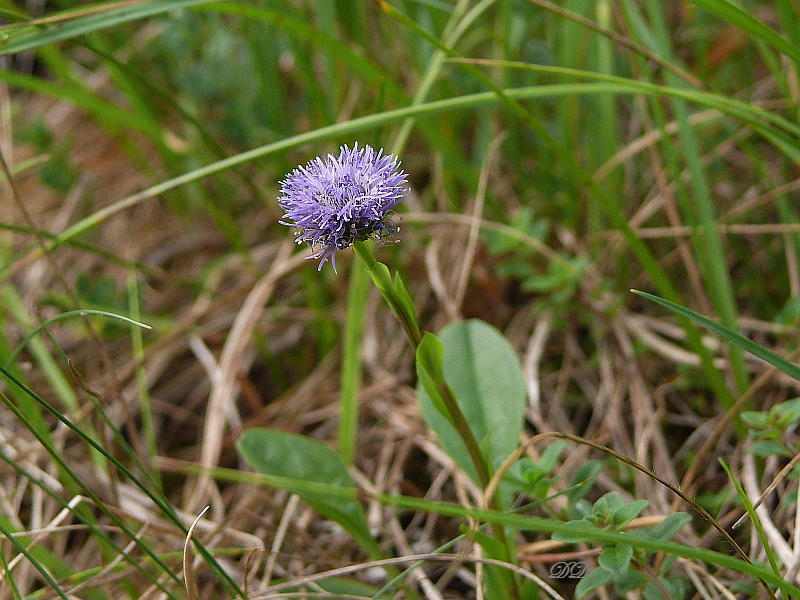 Kugelblume