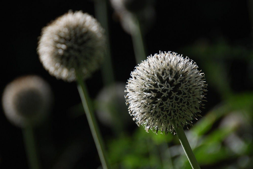 Kugelblume von Dieter Adolf