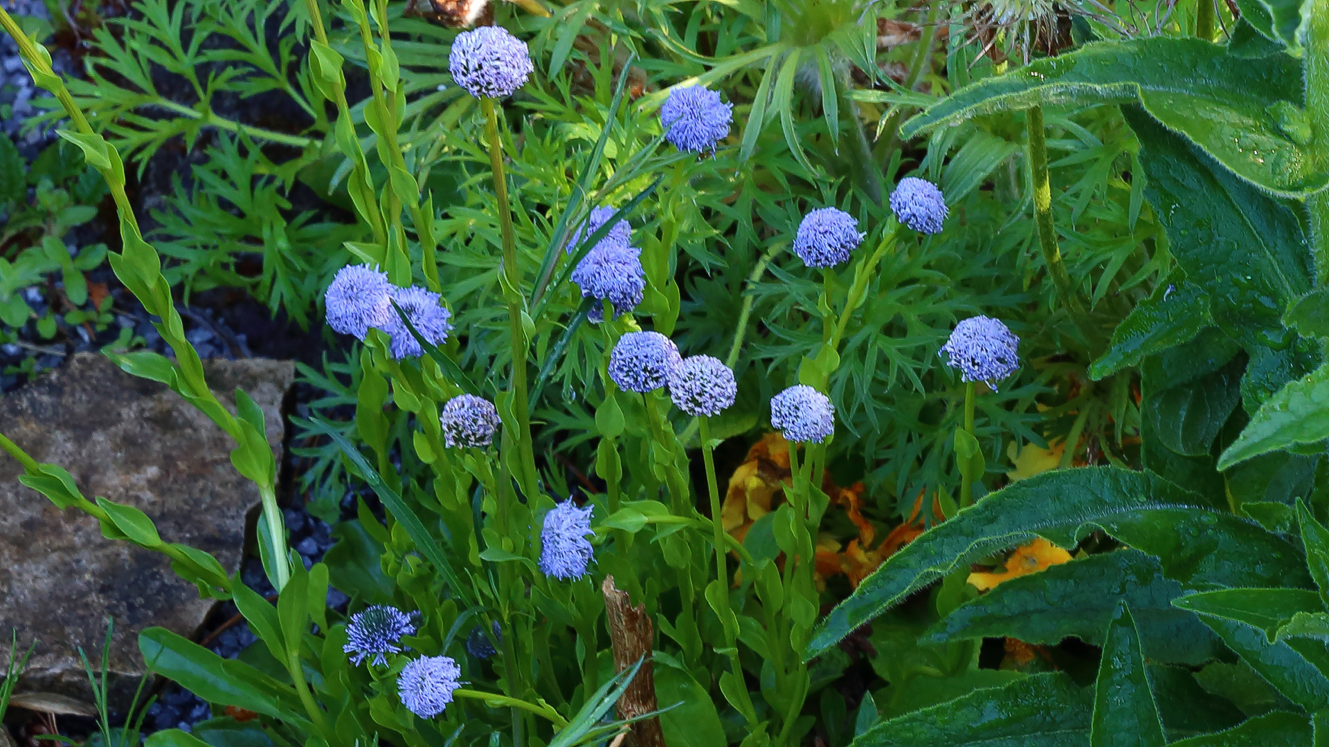 Kugelblume - Echinacea bisnagarica hier in verschiedenen Wachstumsstadien der Blüten