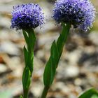 Kugelblume - zwei Blütenstände
